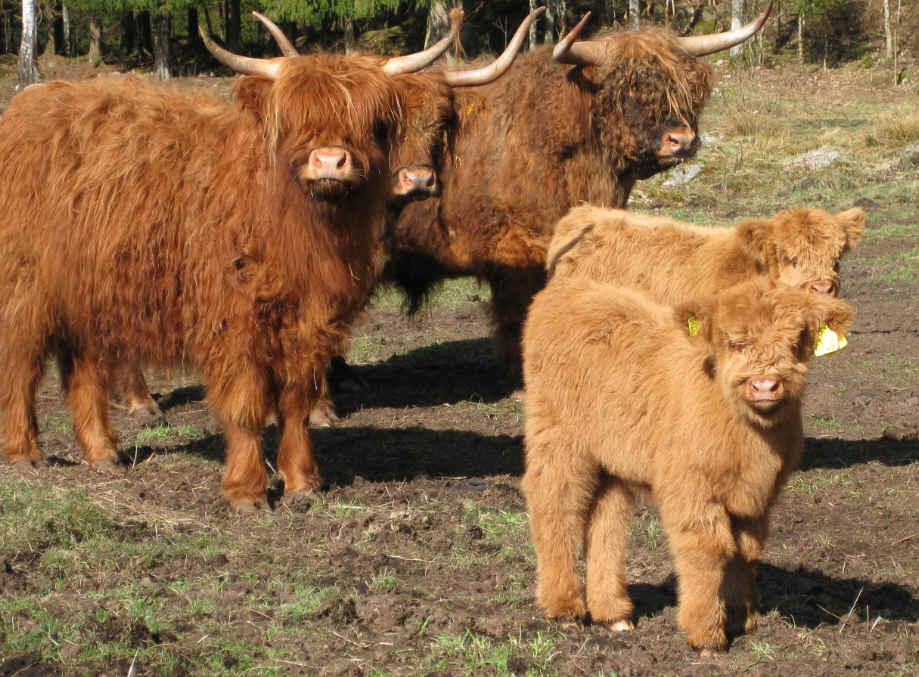 Highland Cattle
